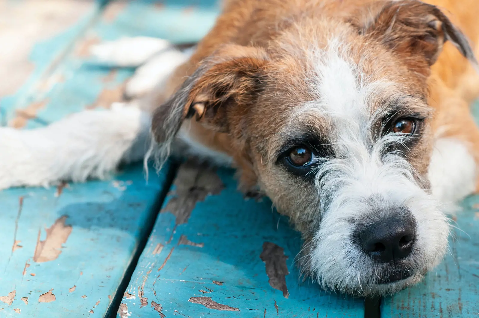 A dog laying on a wooden decking looking sad