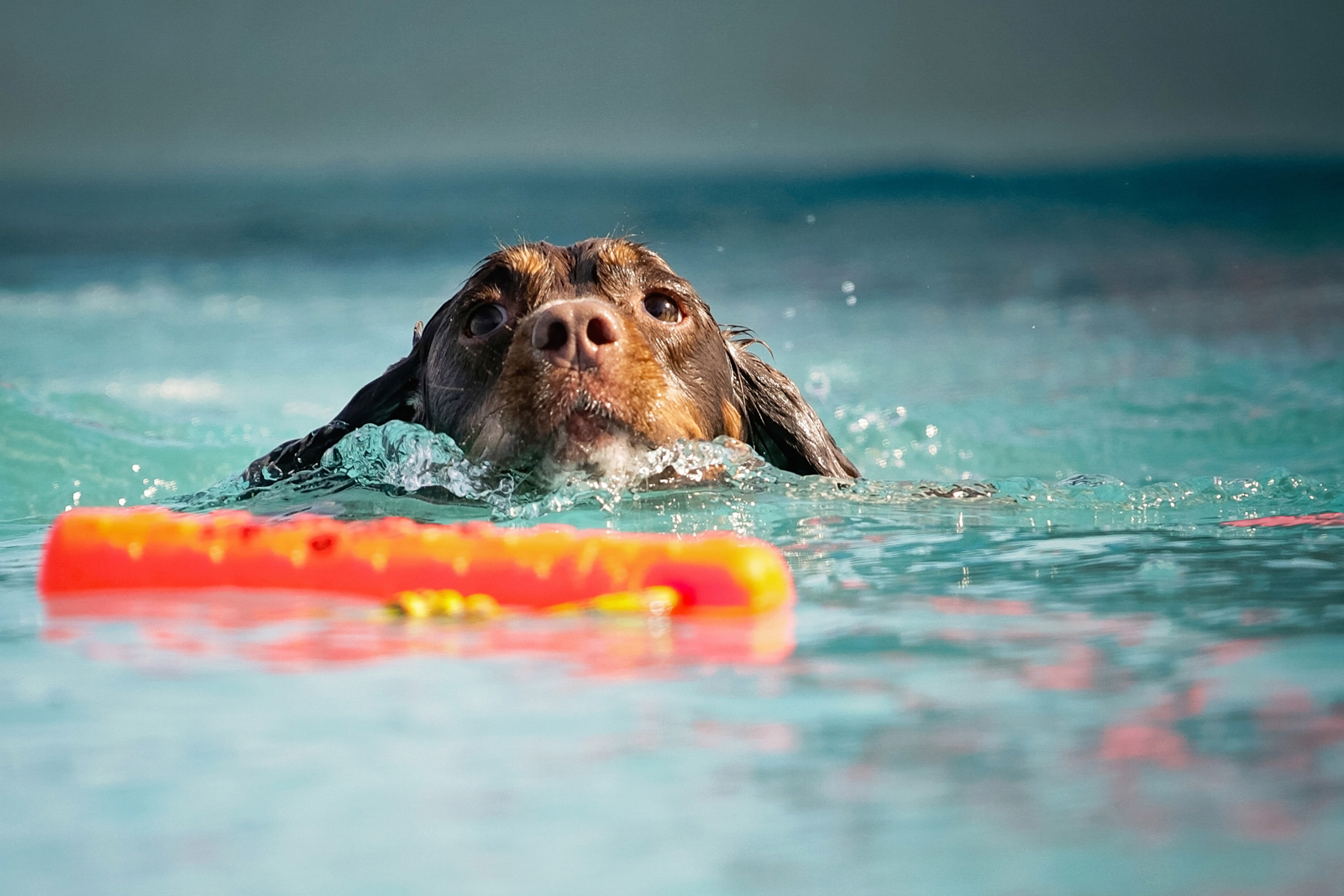 A dog learning to swim in a pool