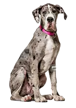 Great Dane