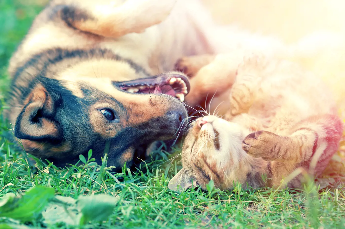 Is it true that dogs are more affectionate than cats?