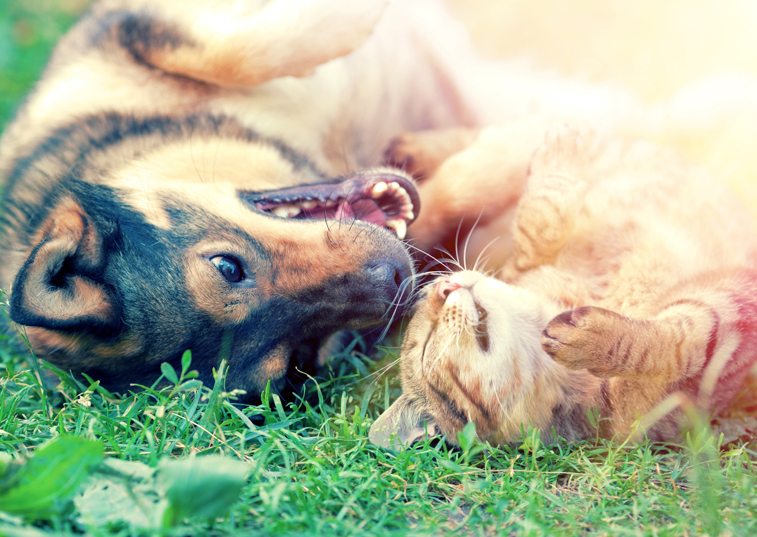 What’s causing your pet’s allergies?