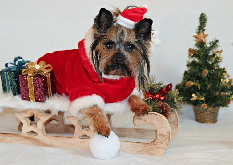 How to keep your dog safe this Christmas