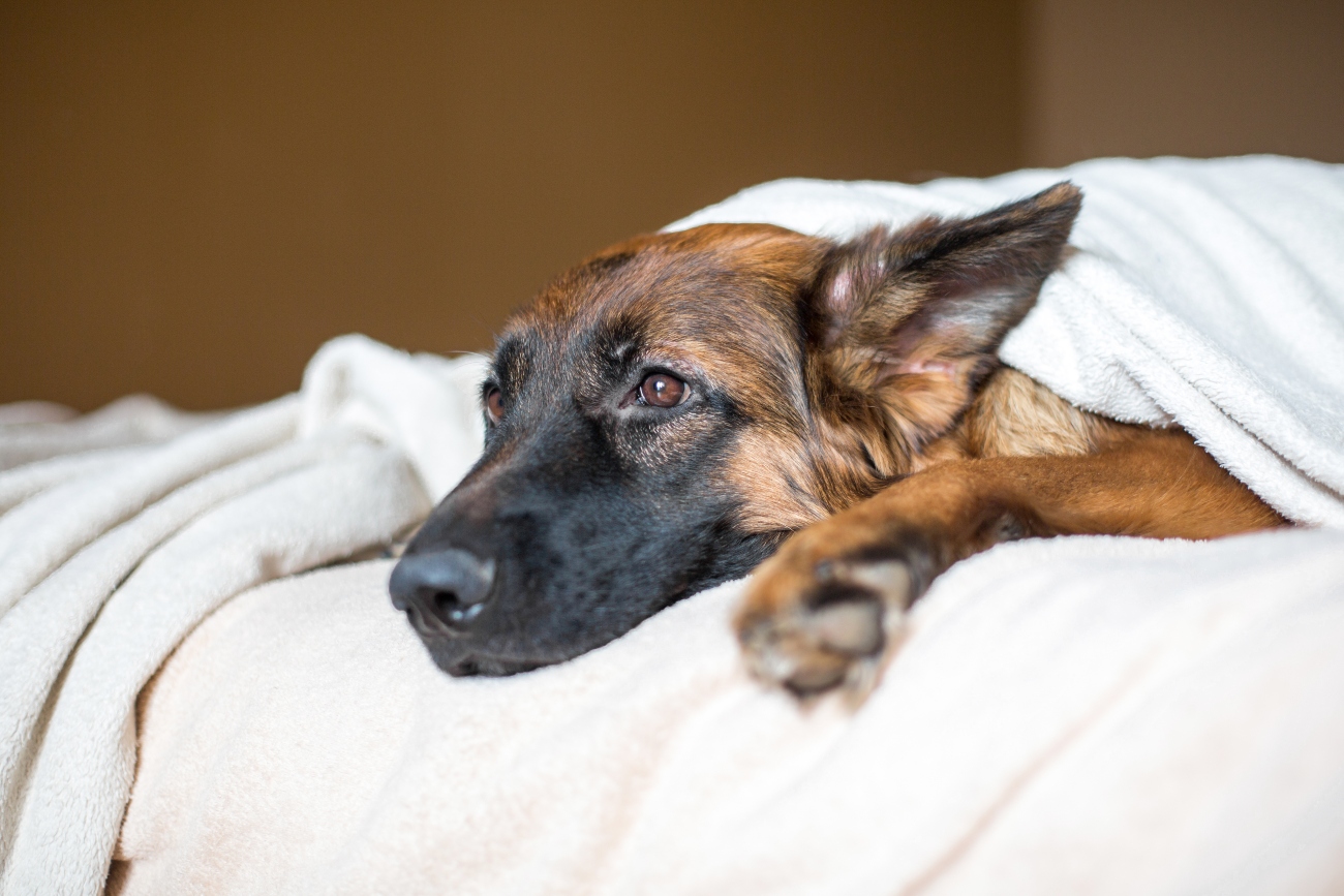 German Shepherd laying down on a bed