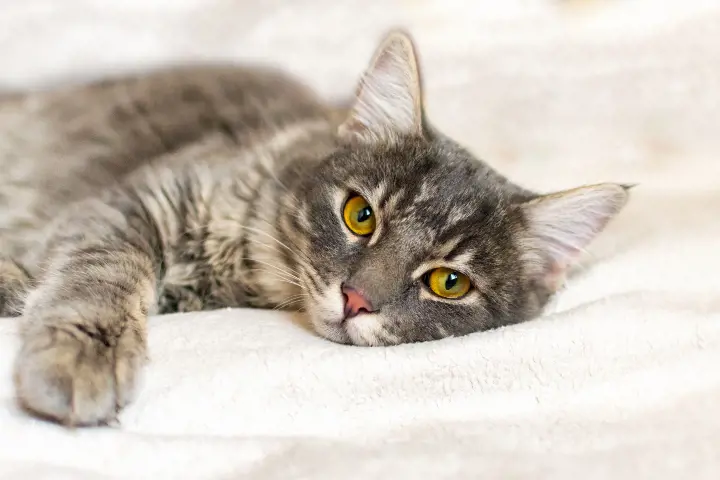 cat laying on white bed