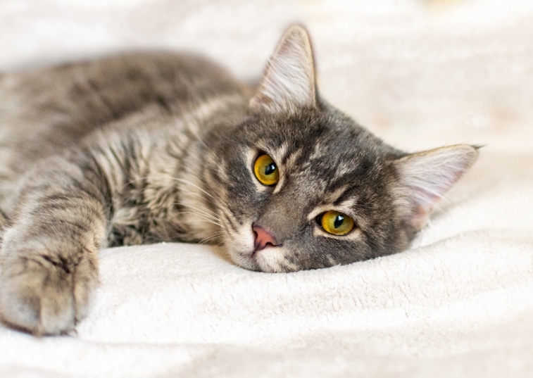 cat laying on white bed