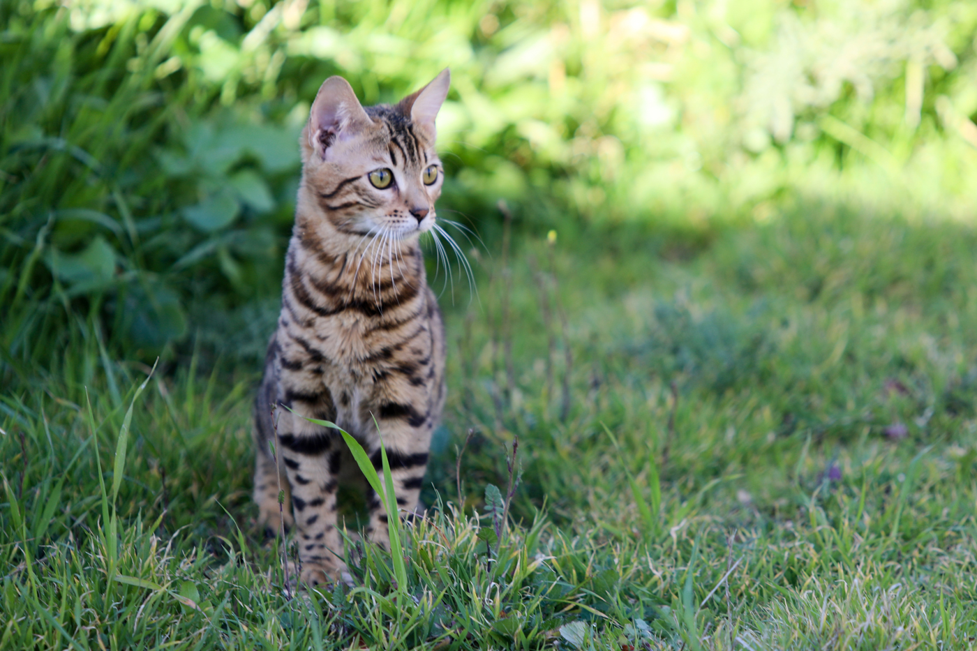 A cat sitting in a grassy garden