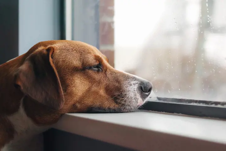 brown dog placing head on window sill