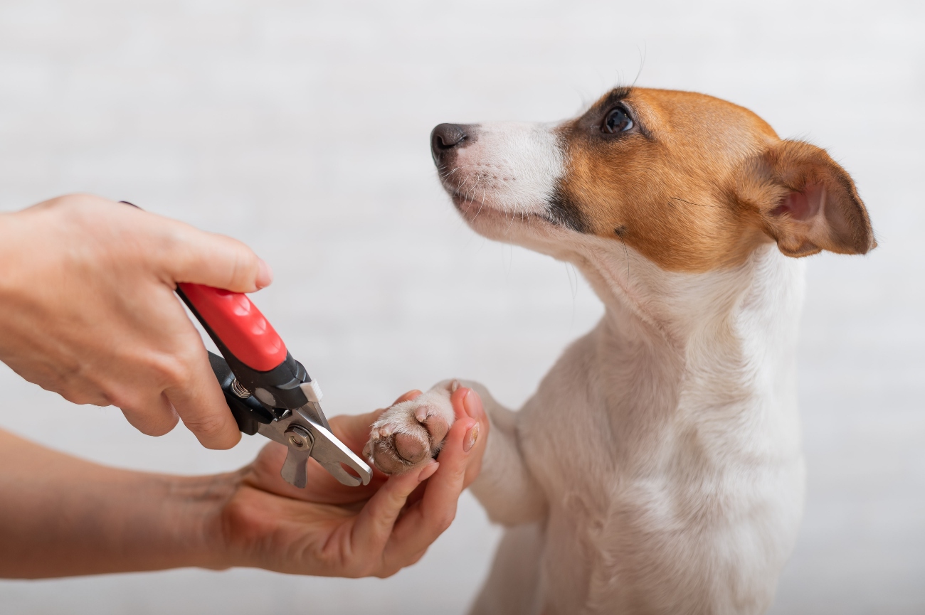 person cutting their dogs nails