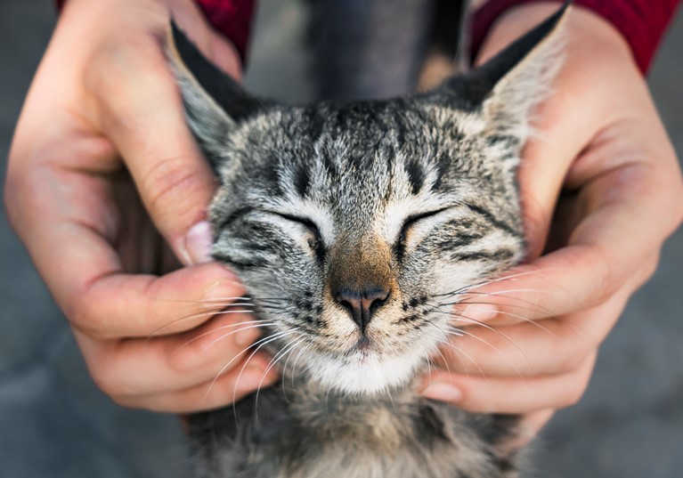 An owner rubbing the face of a cat