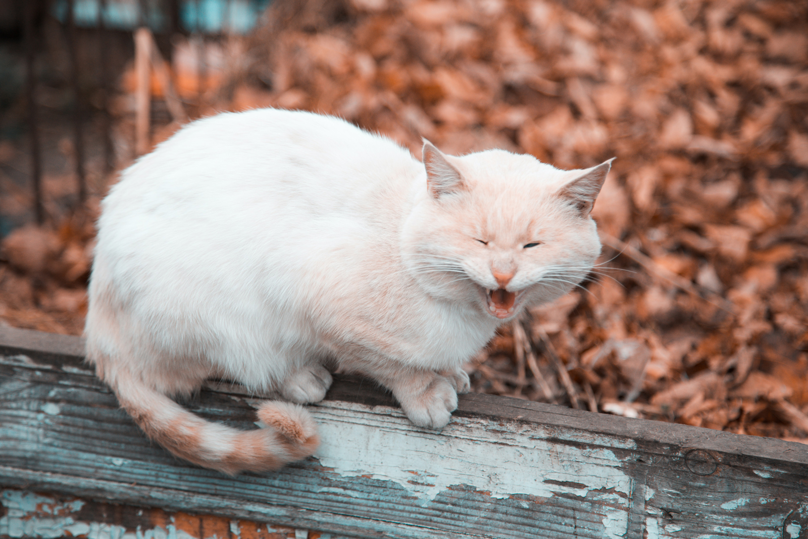 A cat standing on a log hissing