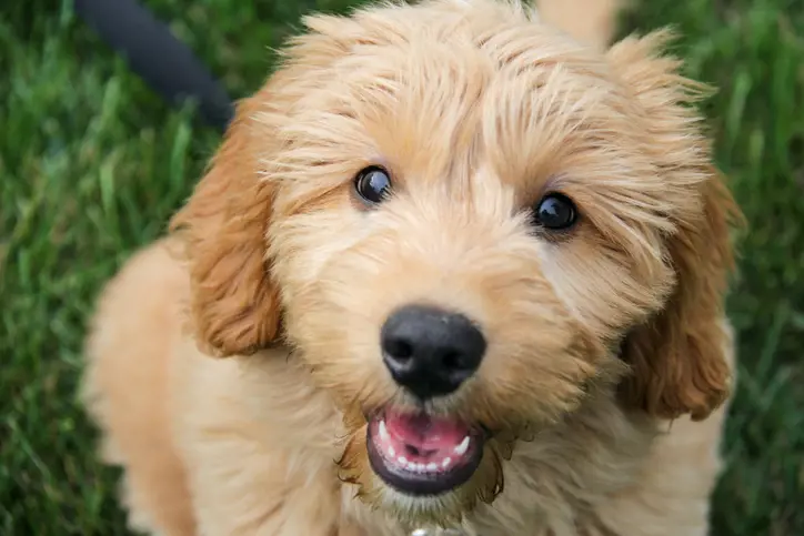 Goldendoodle