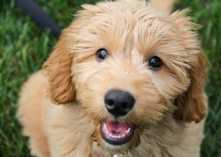 Goldendoodle