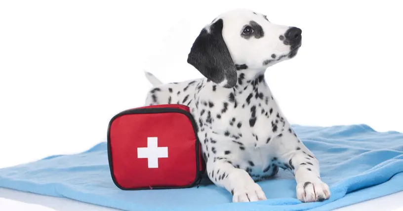 Dog First Aid