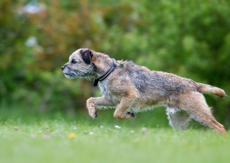 Border terrier