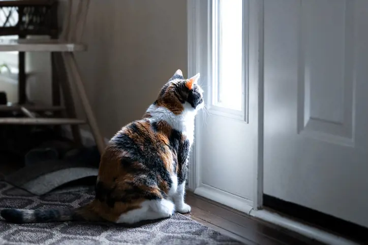 Cat alone in the flat