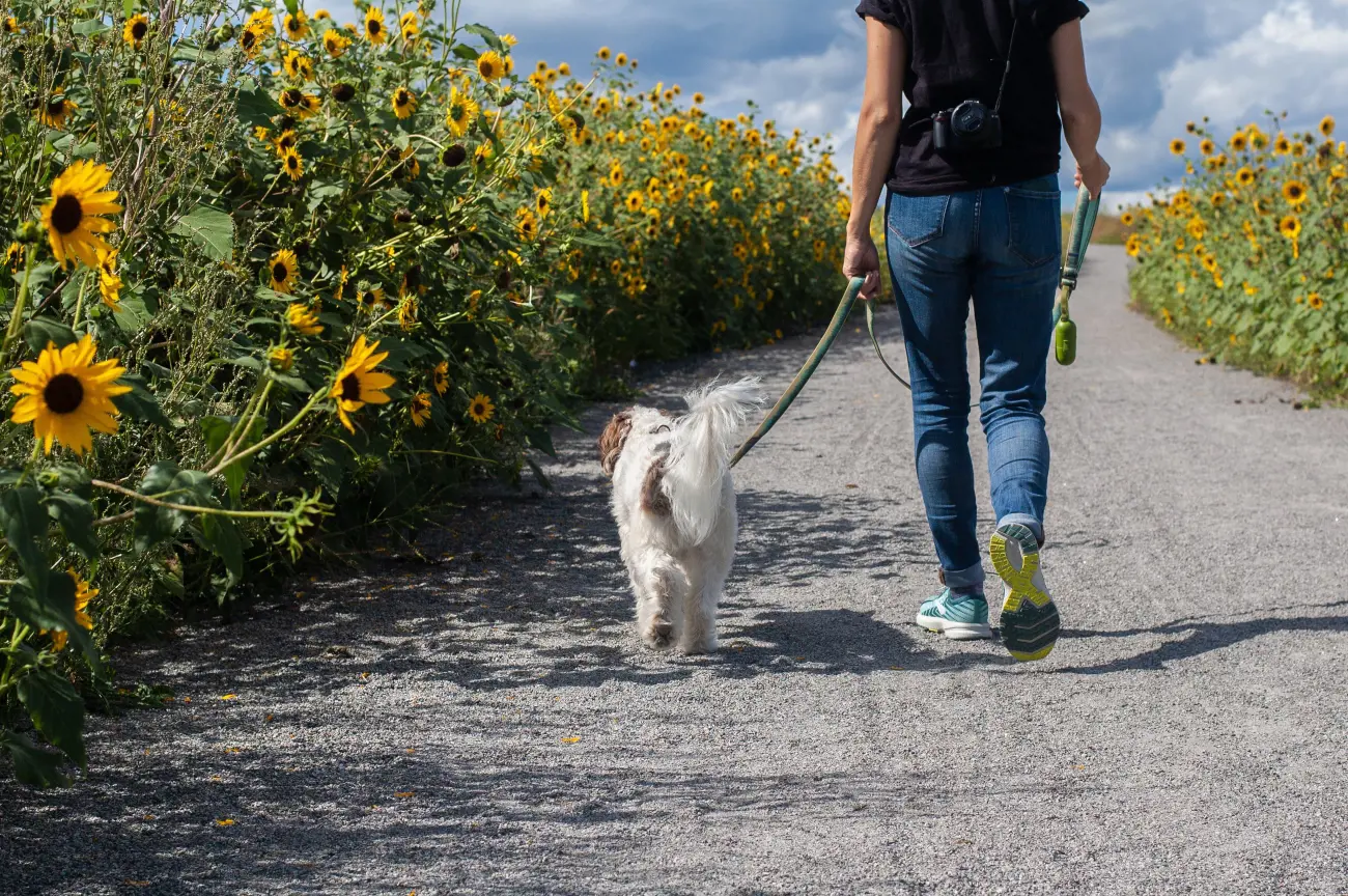 white dog being walked