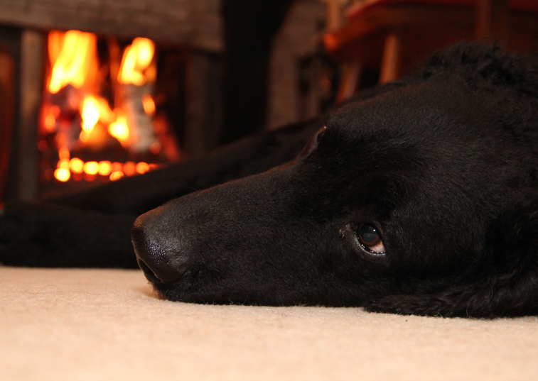 dog asleep next to the fireplace