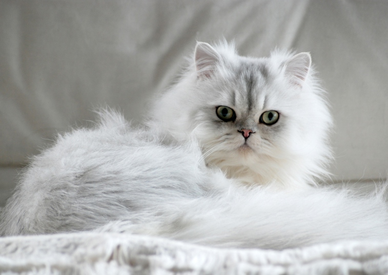 Cat laying on sofa