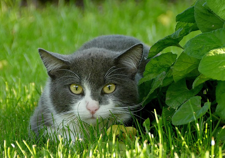 A cat laying in a grassy garden next to a bush