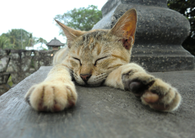 javanese cat asleep on fence