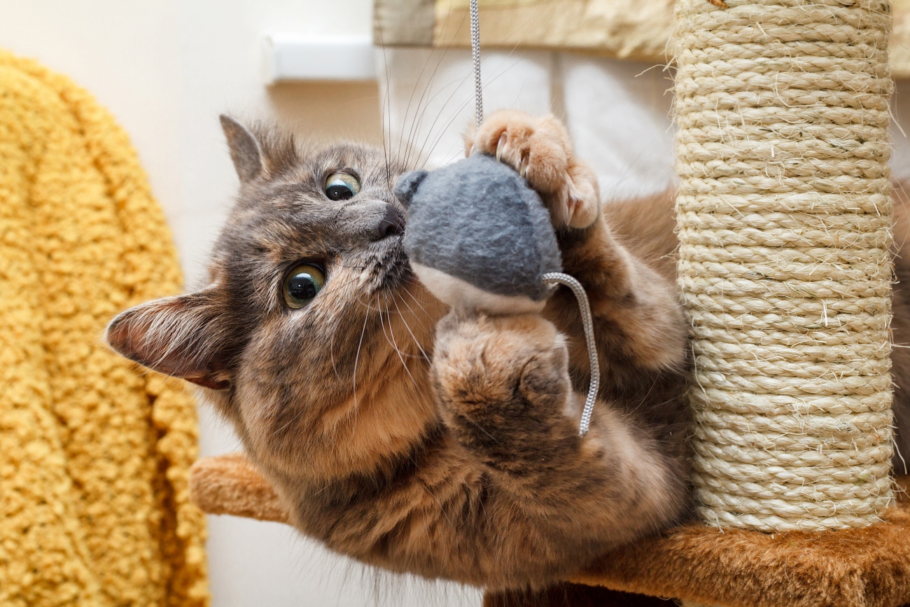 Cat playing with a toy