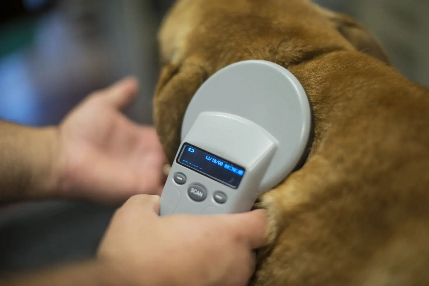 Dog microchipping