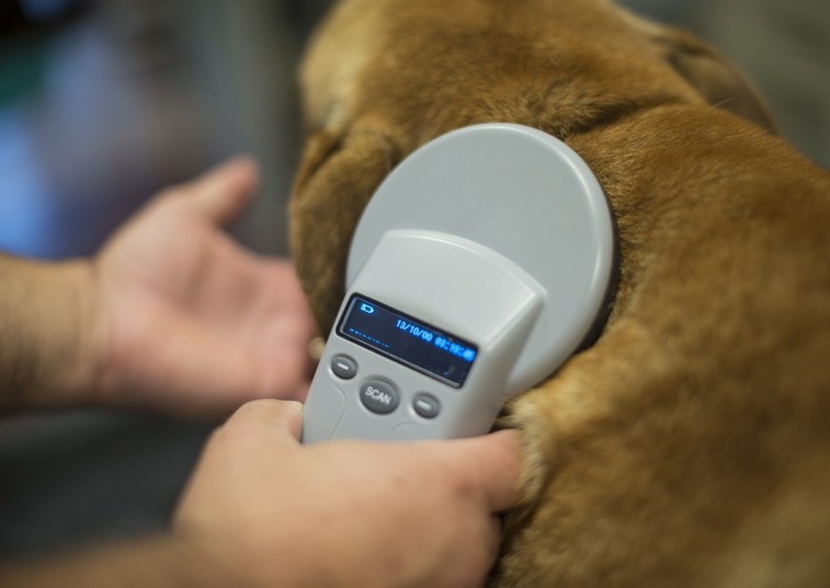 Dog microchipping