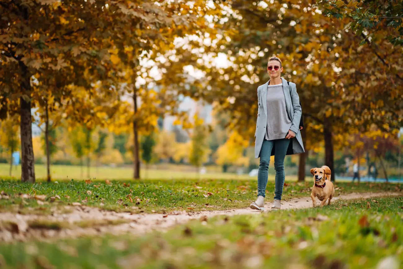 Dog in the city