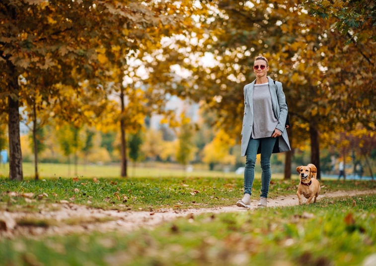 Dog in the city