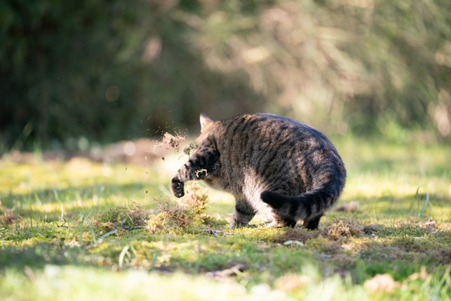 Cat digging the grass