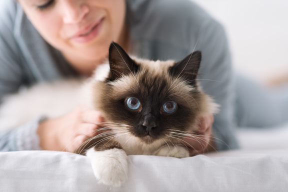 A cat laying on a bed with its owner stroking it from behind