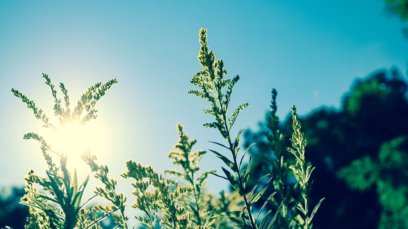 The sun shining through a plant's leaves on a clear day