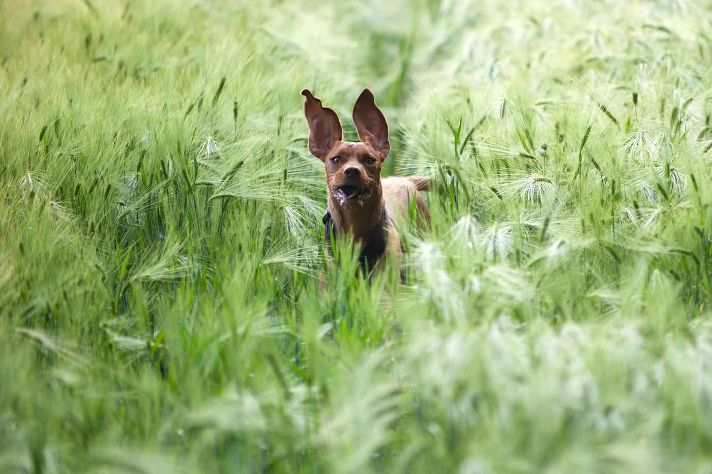 A Vizsla running through a long grass field