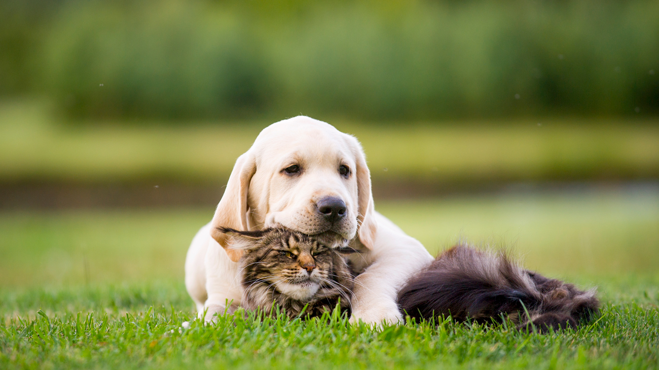 A dog and cat laying together outside