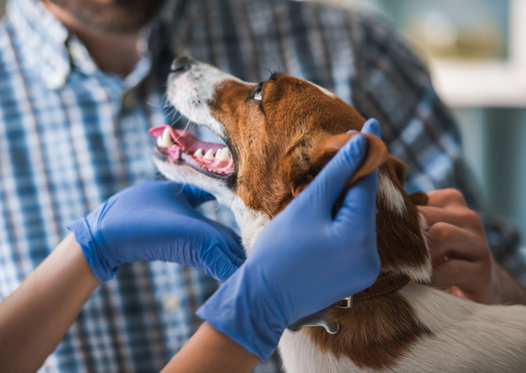 Happy dog at the vet