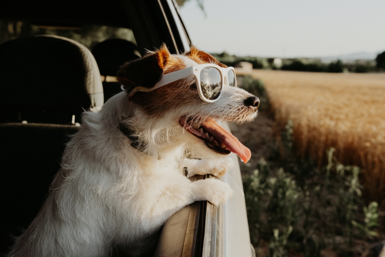 dog sticking face out of the cars window