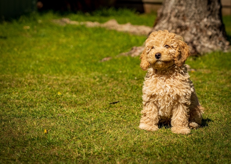 fluffy golden dog sat on grass