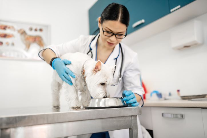 Vet feeding dog