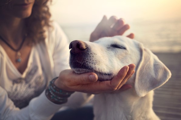 Happy Dog