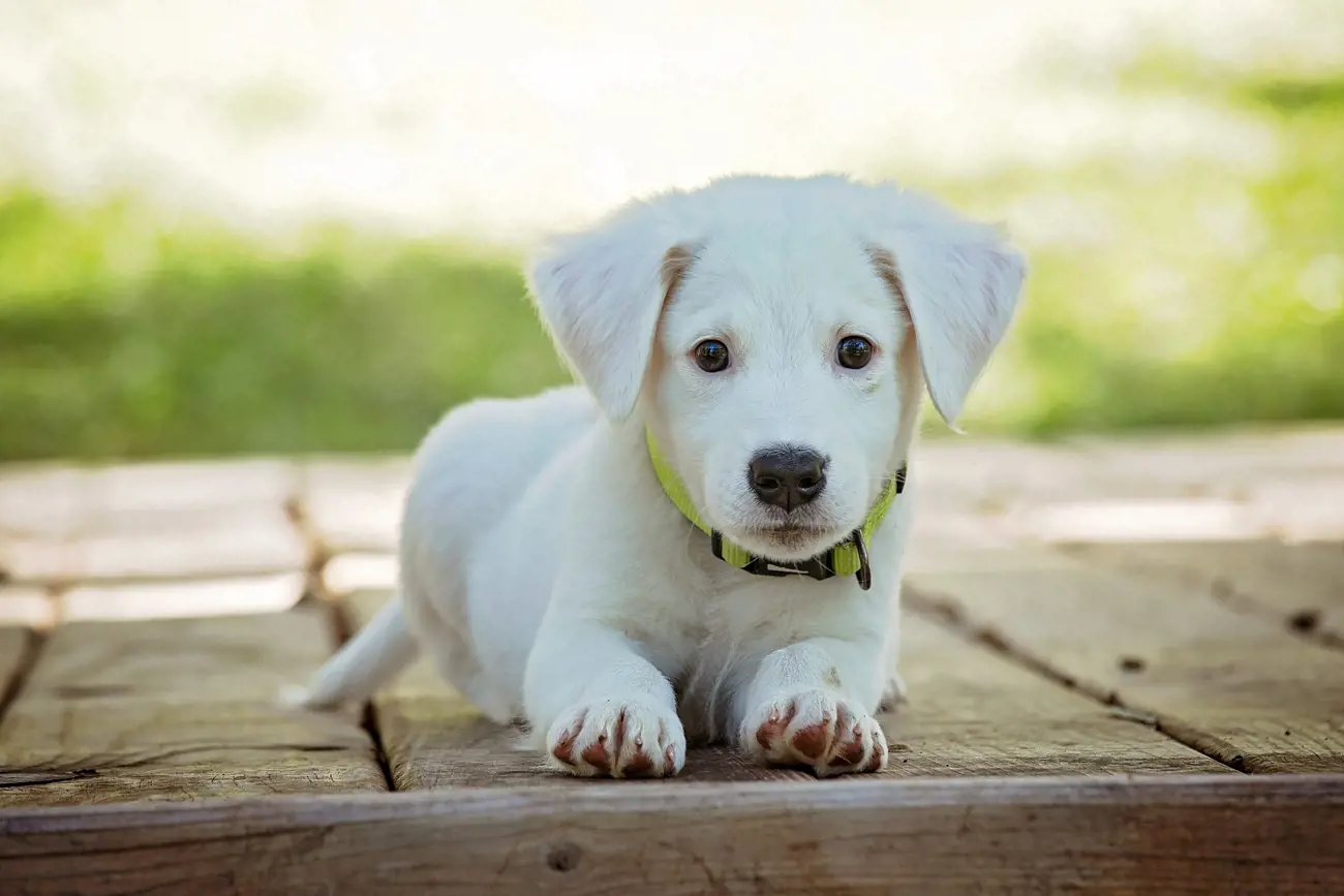 A cute white puppy laying down on a garden patio