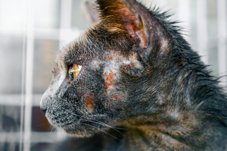 ringworm on the face of a black cat