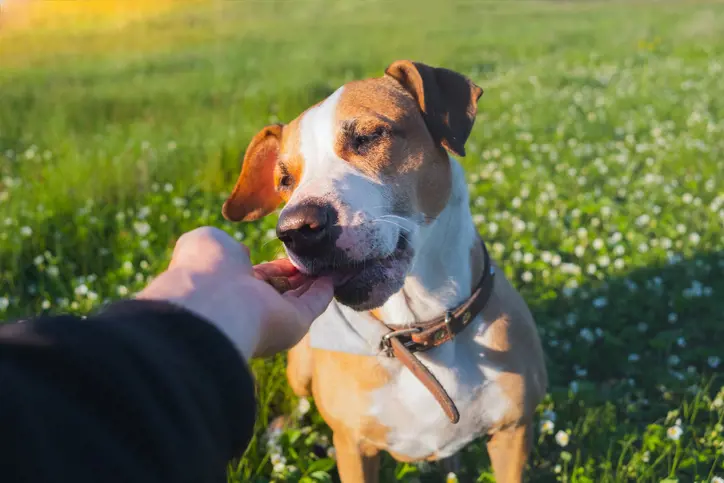 dog licking persons hand