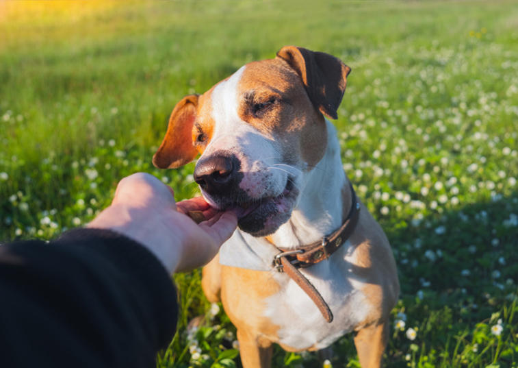 dog licking persons hand