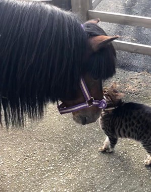 Horse & Cat