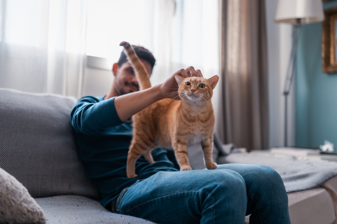 man scratching ginger cats head