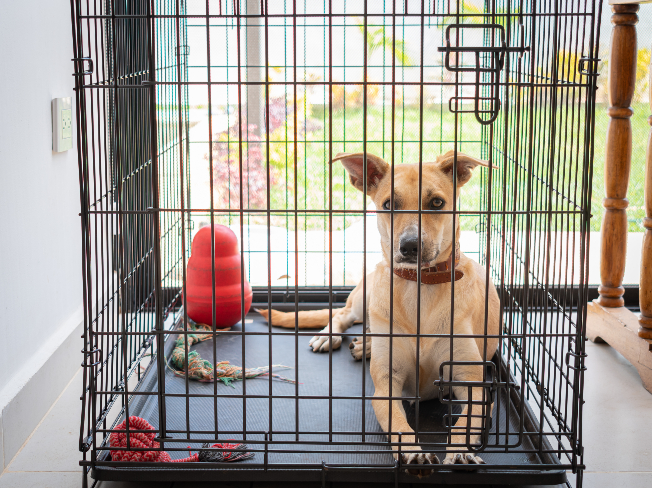 dog laying in a crate