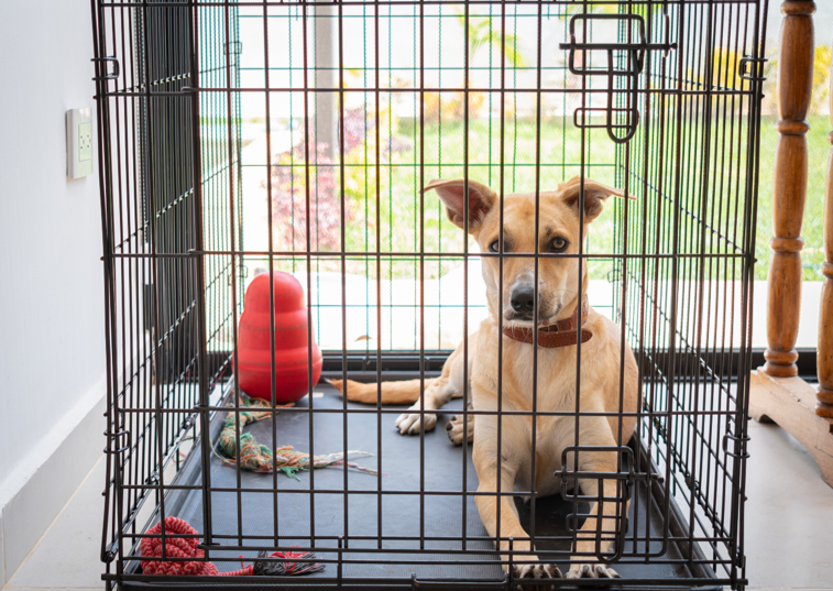 dog laying in a crate