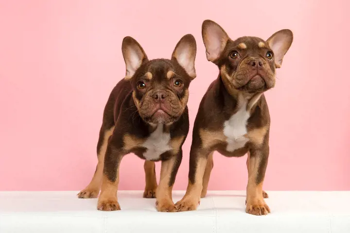 2 french bulldogs