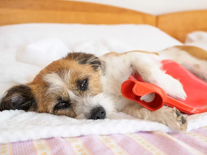 dog laying down with a hot water bottle