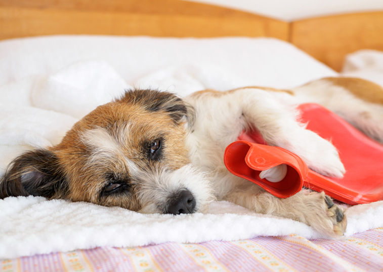 dog laying down with a hot water bottle